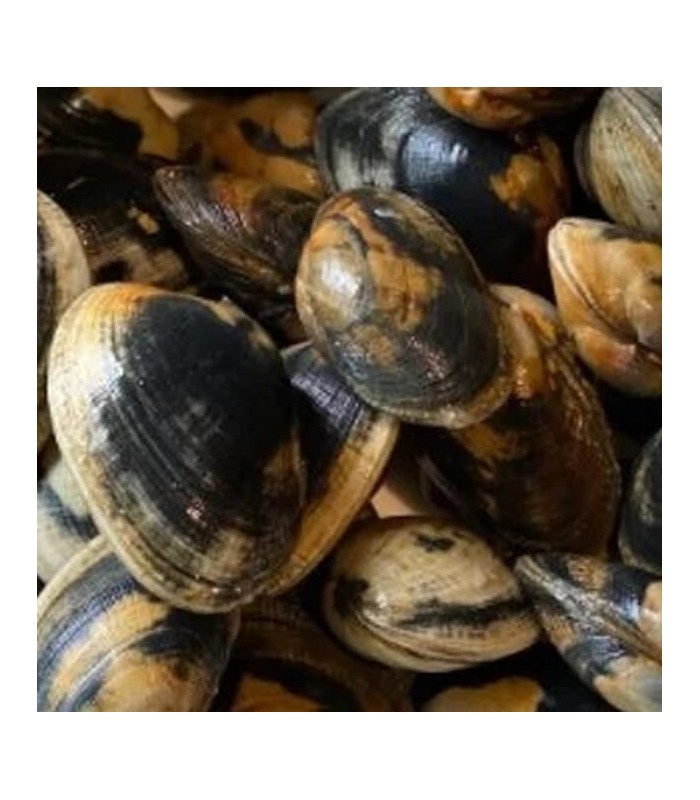 Almeja Babosa Especial