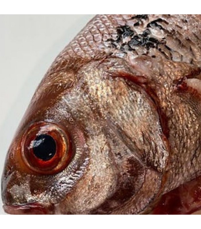 Besugo Anzuelo
