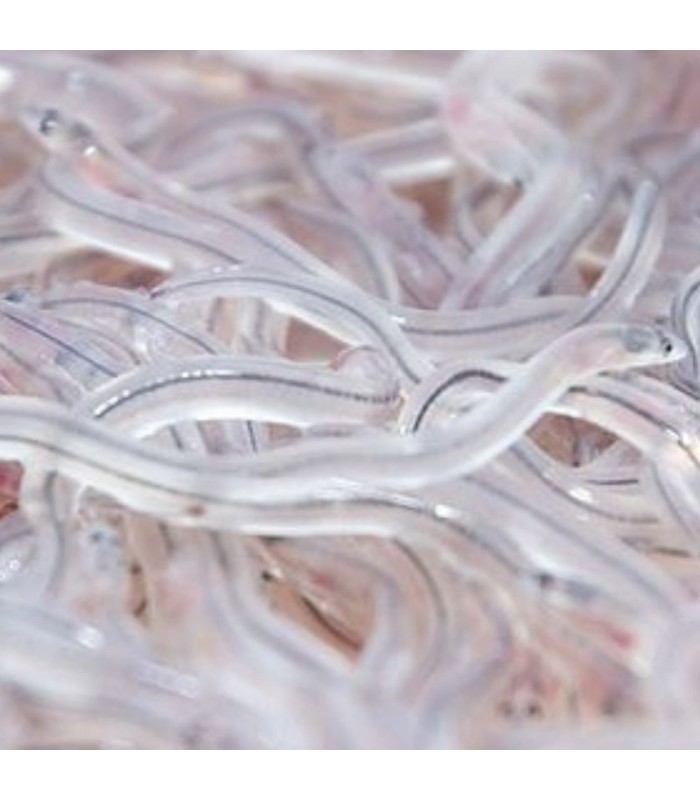 Angula del Miño Lomo Negro