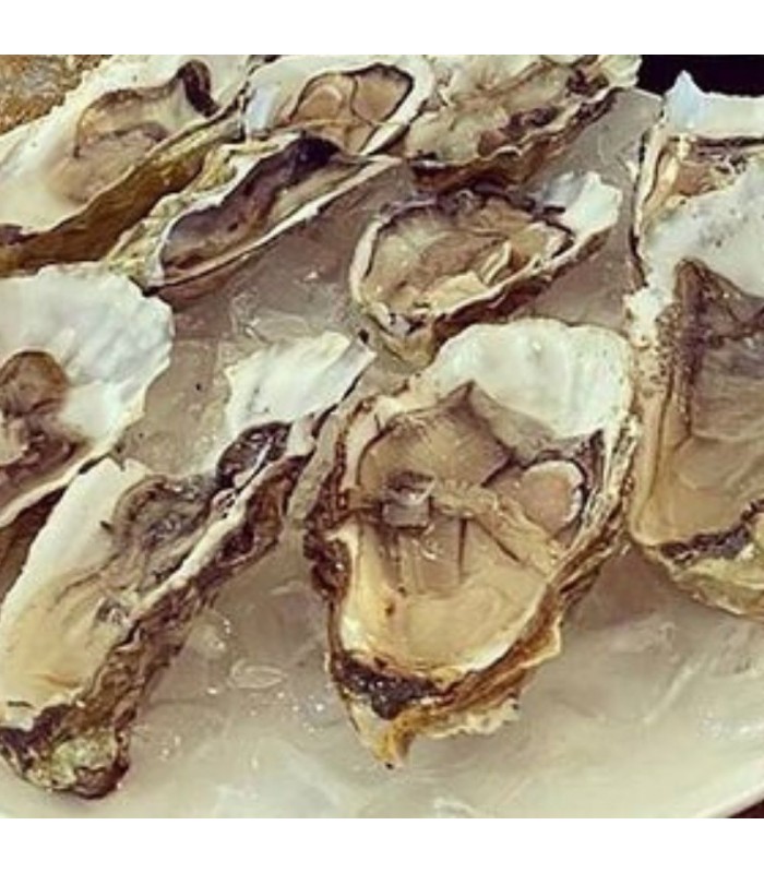 Ostra Plana Especial