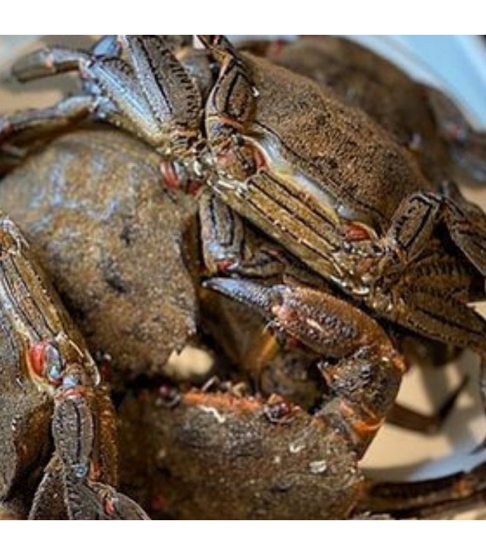 Nécora Ría Especial