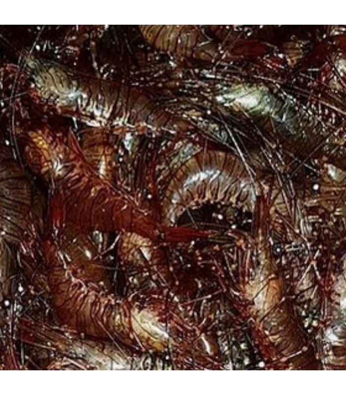 Camarón Gallego Especial