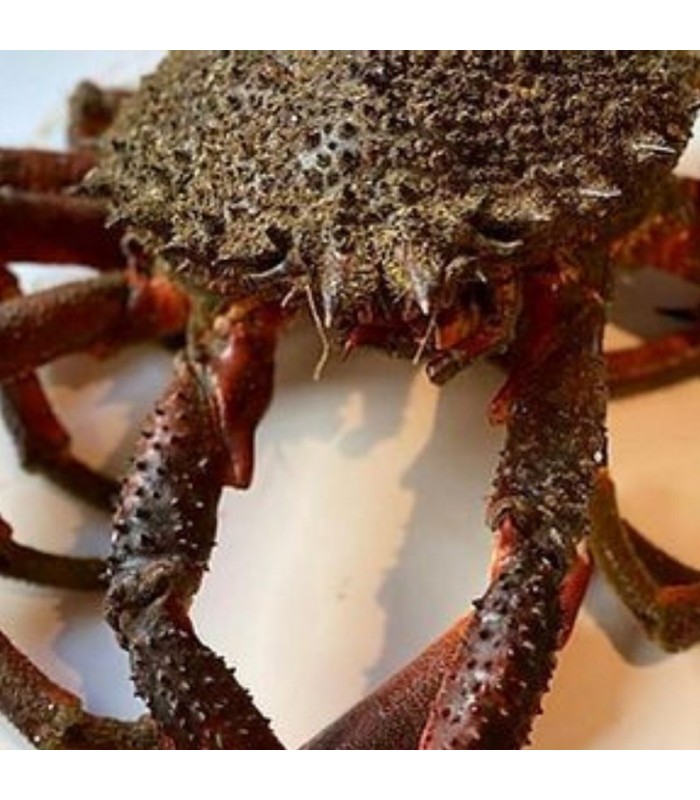 Centolla Ría Gallega