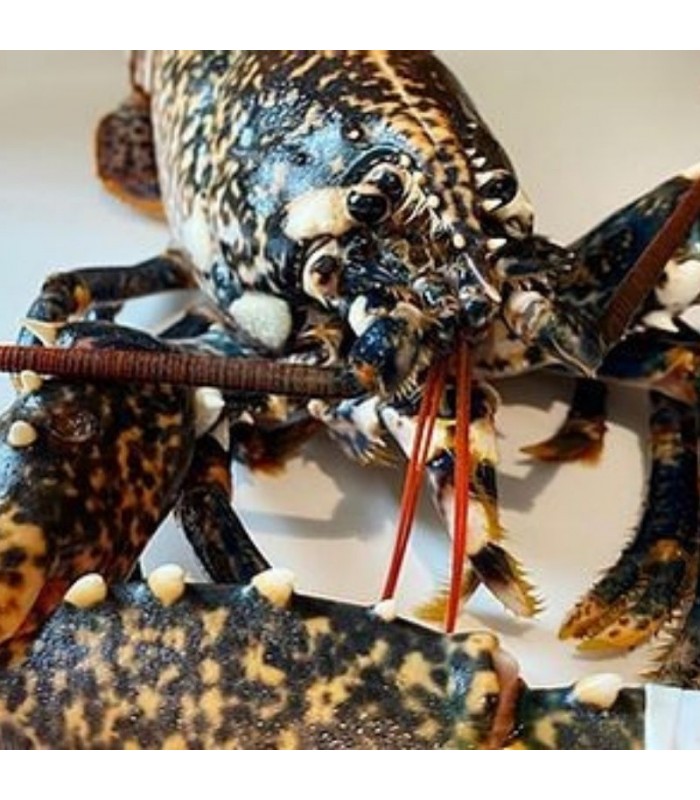 Bogavante Ría Gallega