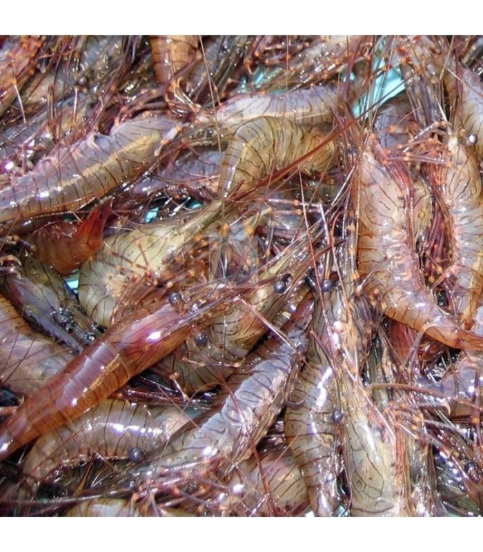 Camarón Gallego Mediano