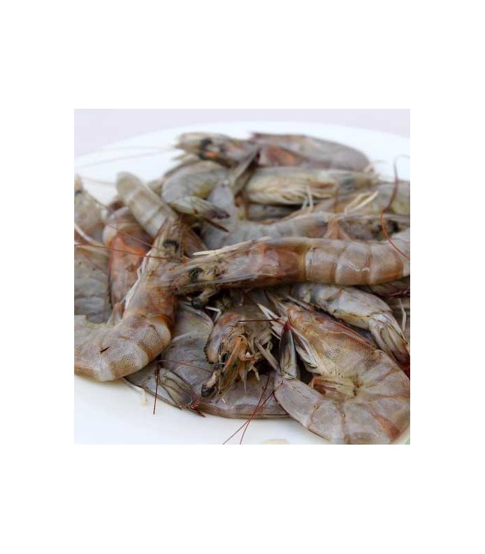 Camarón Gallego Gordo