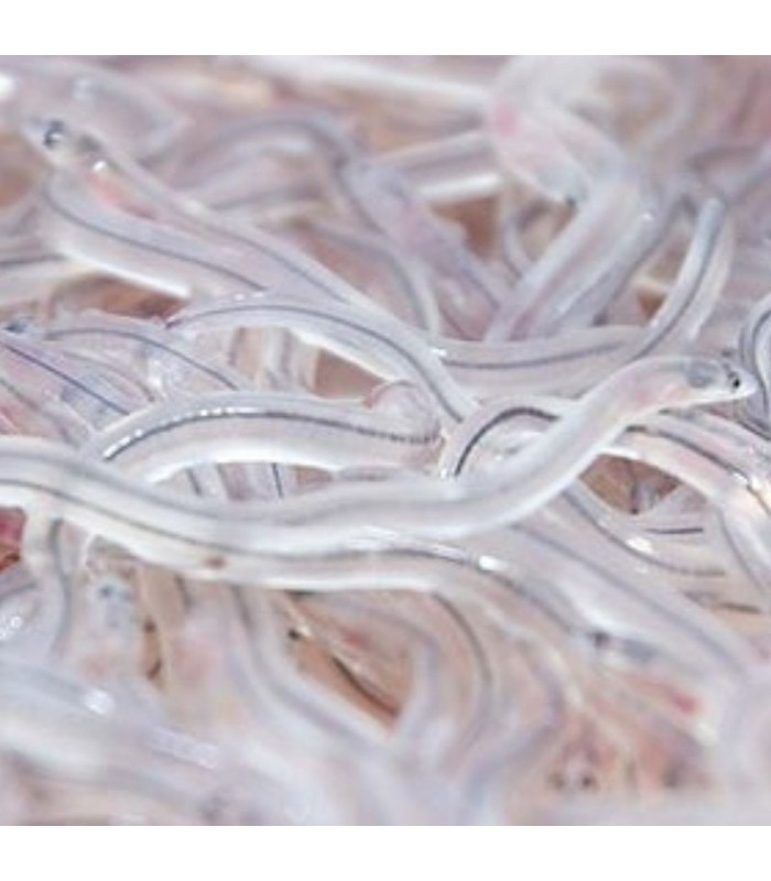 Angula del Miño Especial Lomo Negro